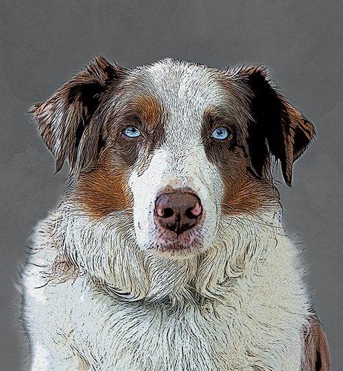aussieportfolio2