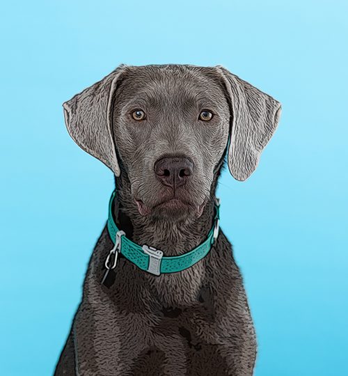 henryportfolio