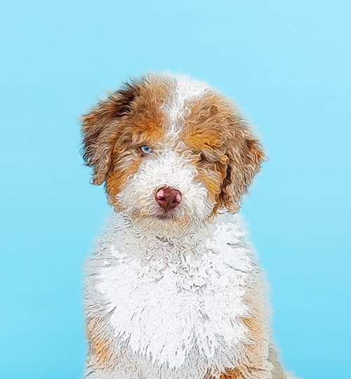 lola_portfolio